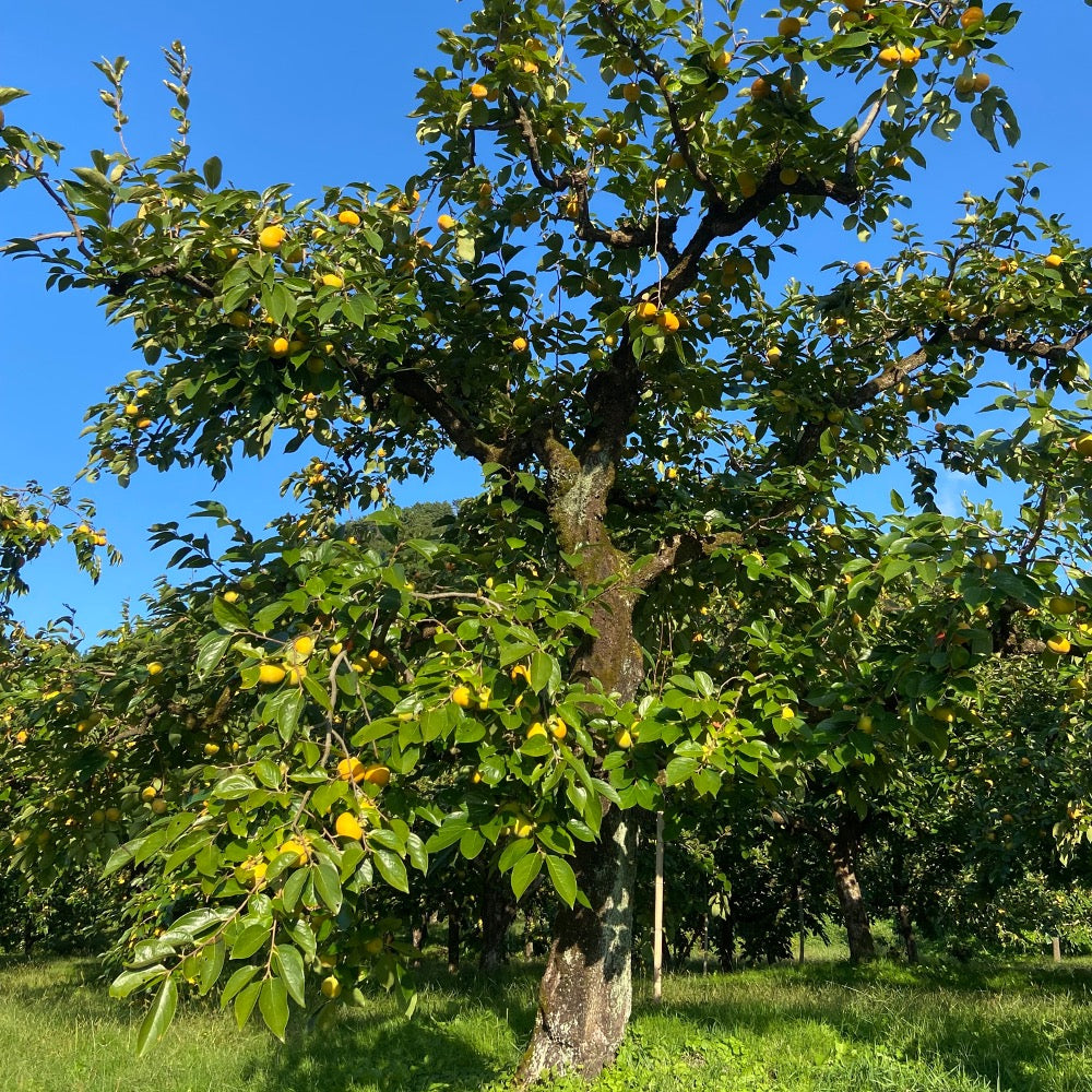 【皇室献上柿】 会津みしらずのあんぽ柿 6個入