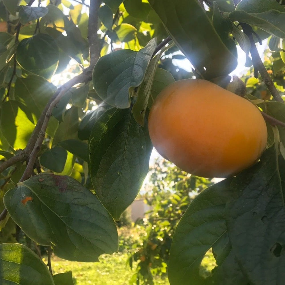 【皇室献上柿】 会津みしらずのあんぽ柿 6個入