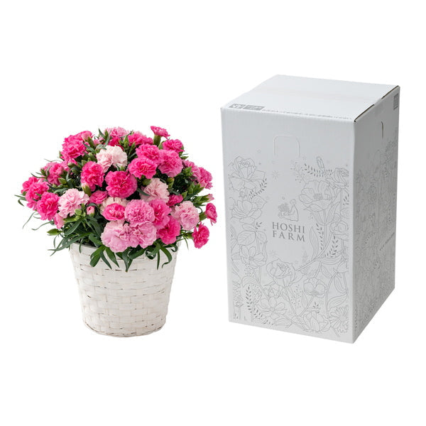 【母の日ギフト】Mホシファーム ホットハート