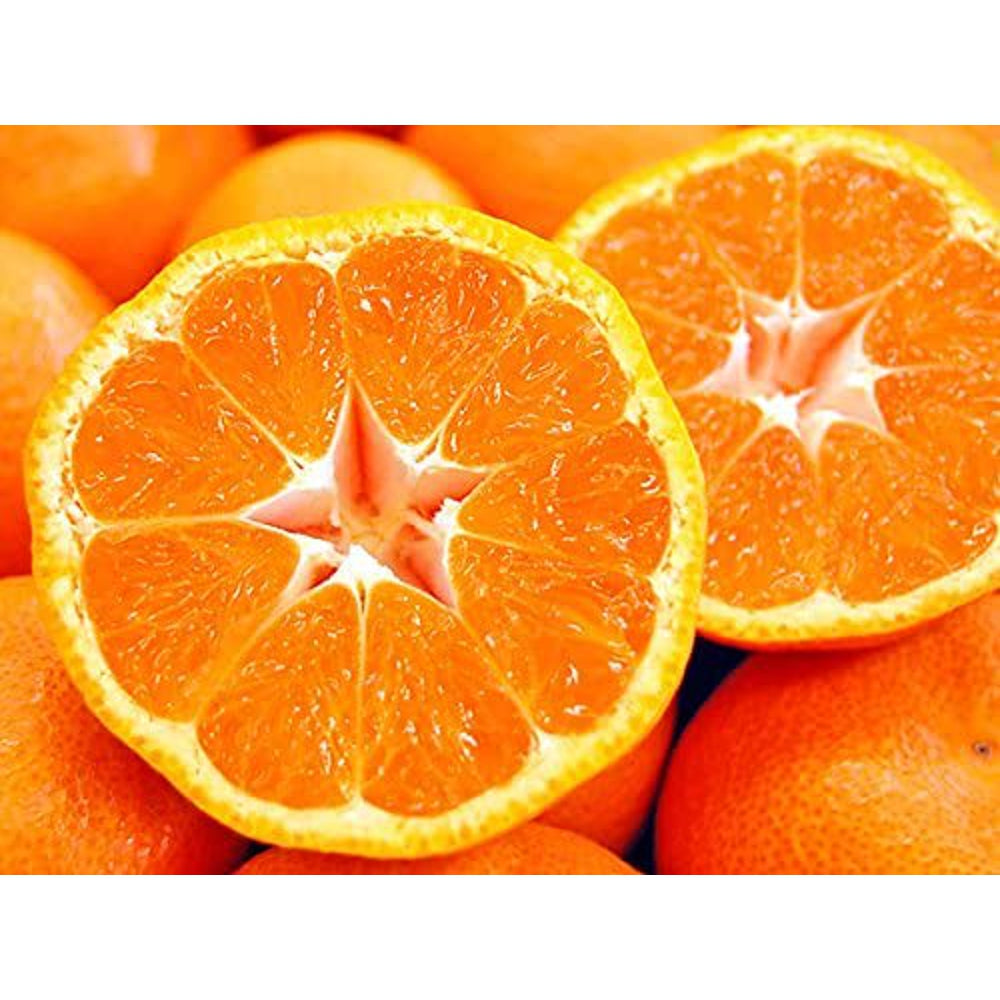 浜松の蜜柑 無添加 果汁100%ジュース 12本