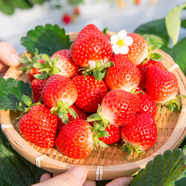 【母の日ギフト】博多あまおう 花いちごのアイス