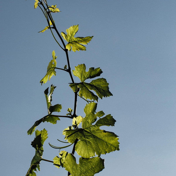 シャンパンDom Perignon(ドンペリニヨン)ヴィンテージ2004 プレニチュード2 750ml箱付き 1本