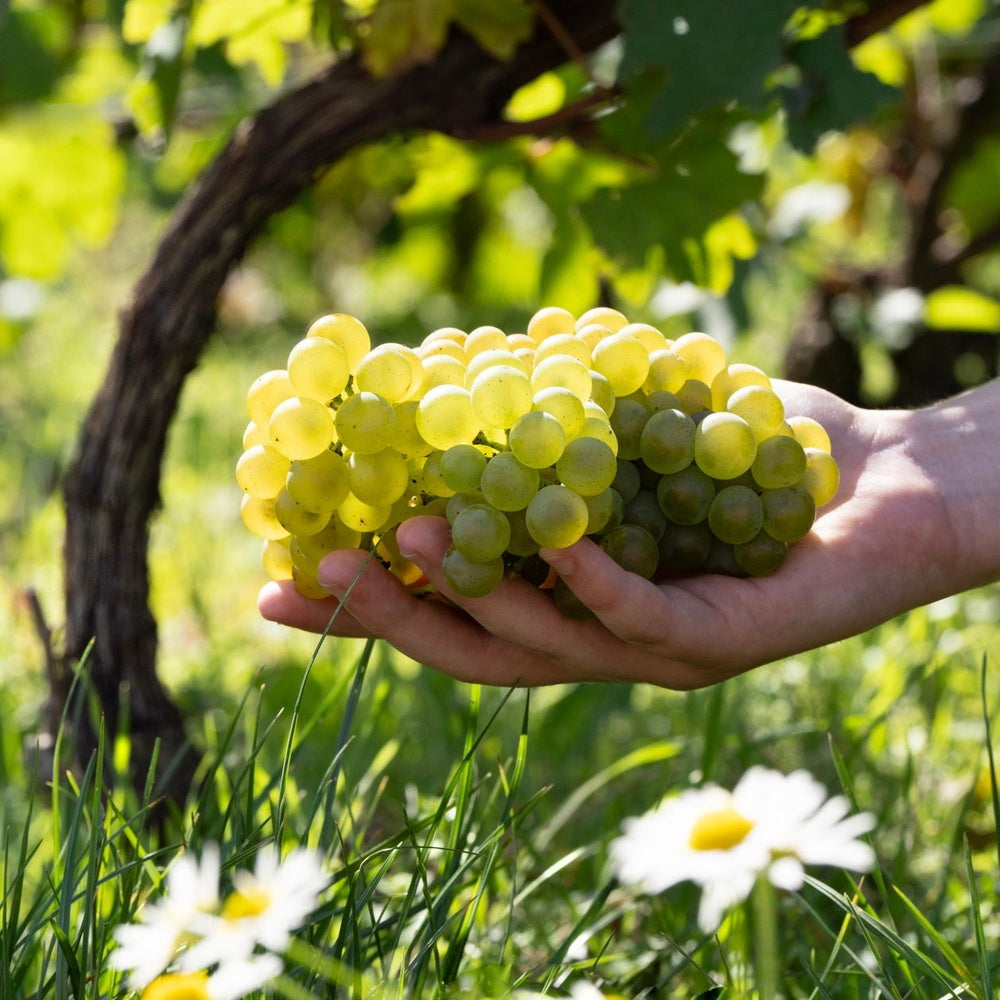 1811年創業シャンパーニュ ペリエ ジュエ グラン ブリュット エコロジカル 箱入【750ml×1本】