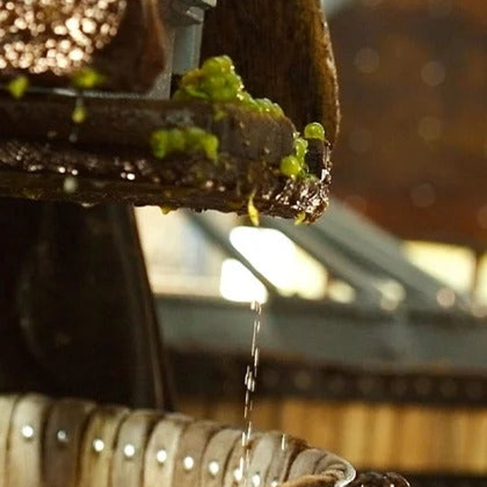 1811年創業シャンパーニュ ペリエ ジュエ グラン ブリュット エコロジカル 箱入【750ml×1本】