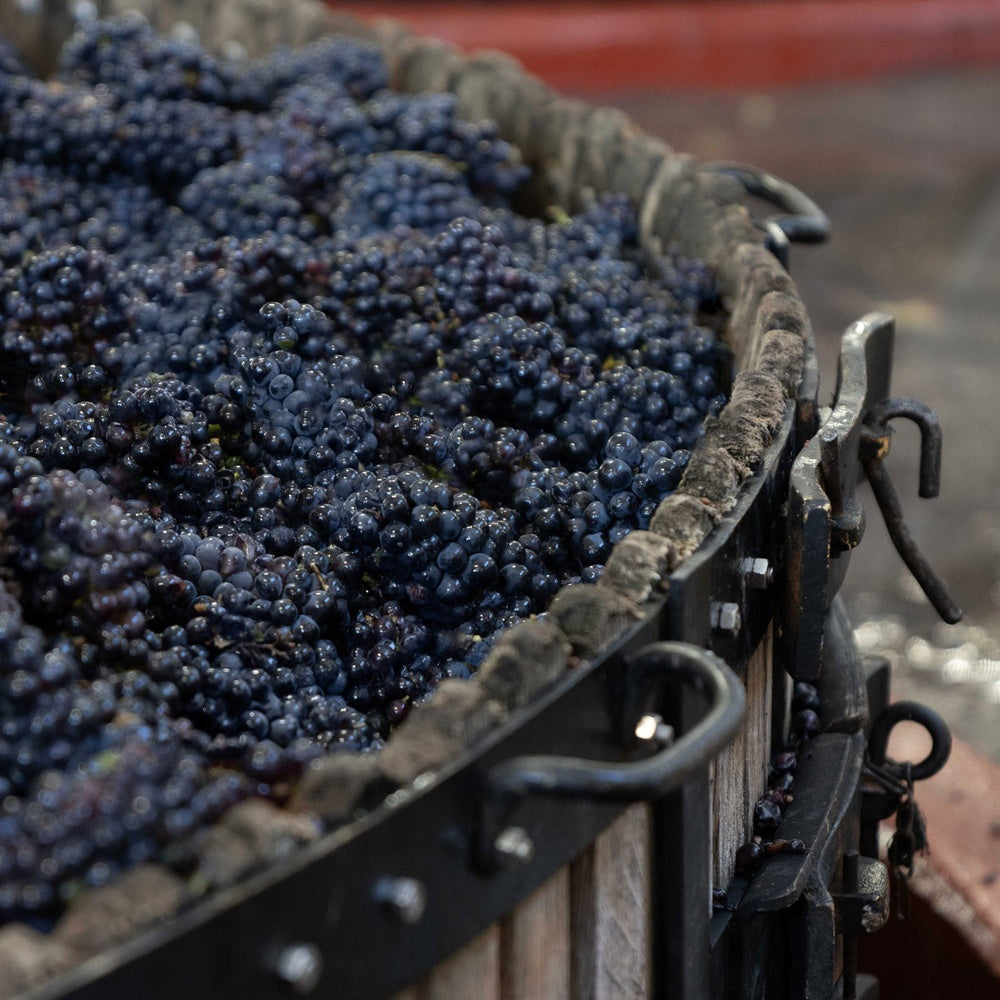 1827年創業シャンパーニュ メゾン マム グラン コルドン ロゼ 箱入【750ml×2本】