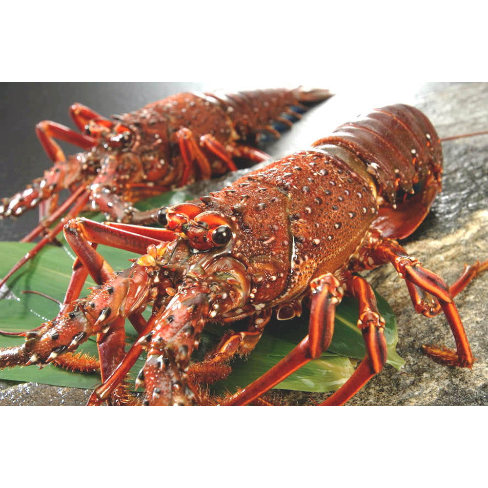 徳島 「吟月」 天然冷凍伊勢海老(2尾)