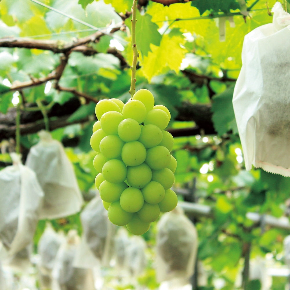 【ギフトカード】AOYAMA COLLECTION （高級ラインナップ50点以上掲載）