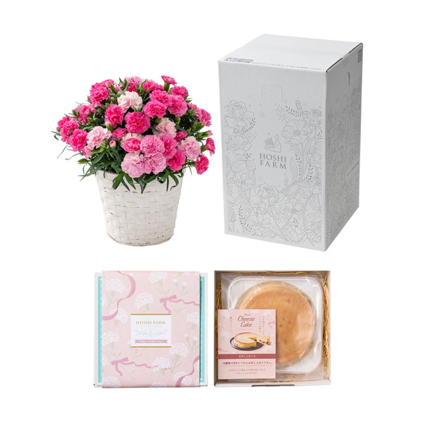 【母の日ギフト】Mホシファーム　カーネーション＆大人のチーズケーキ