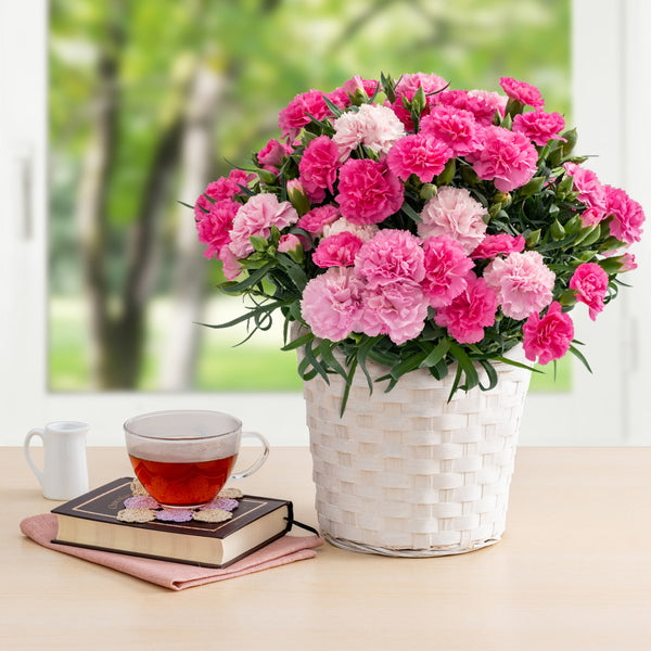 【母の日ギフト】Mホシファーム　ホットハート