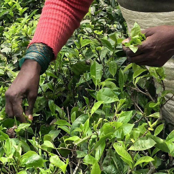 KUSMI TEA ラブリーナイト 100g缶