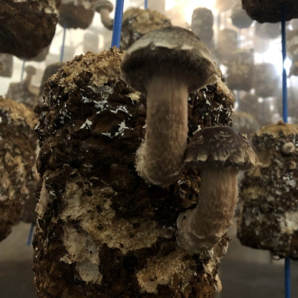 マツタケとシイタケのいいとこどり「松太郎」150g（4本から8本）×2パック