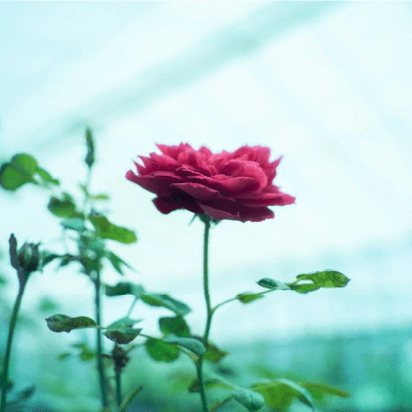 食べられるバラ農園 ROSE LABO ローズモイストリッチクリーム30g