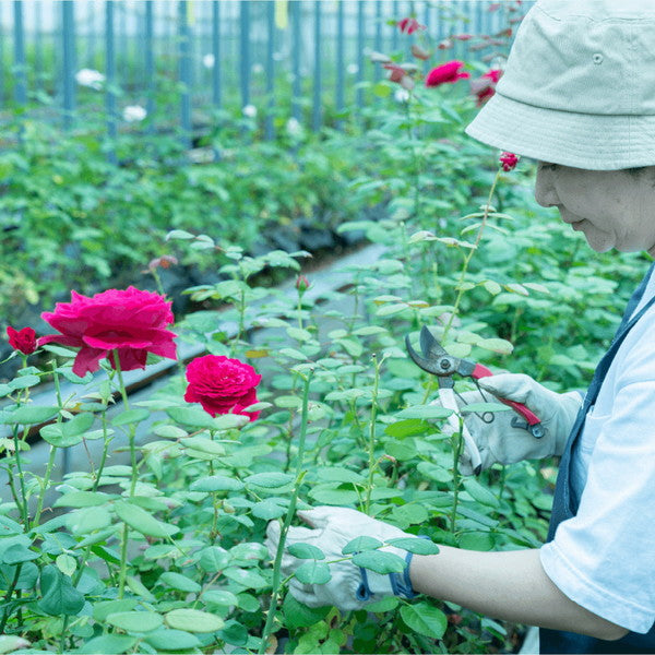 食べられるバラ農園 ROSE LABO ローズモイストリッチクリーム30g