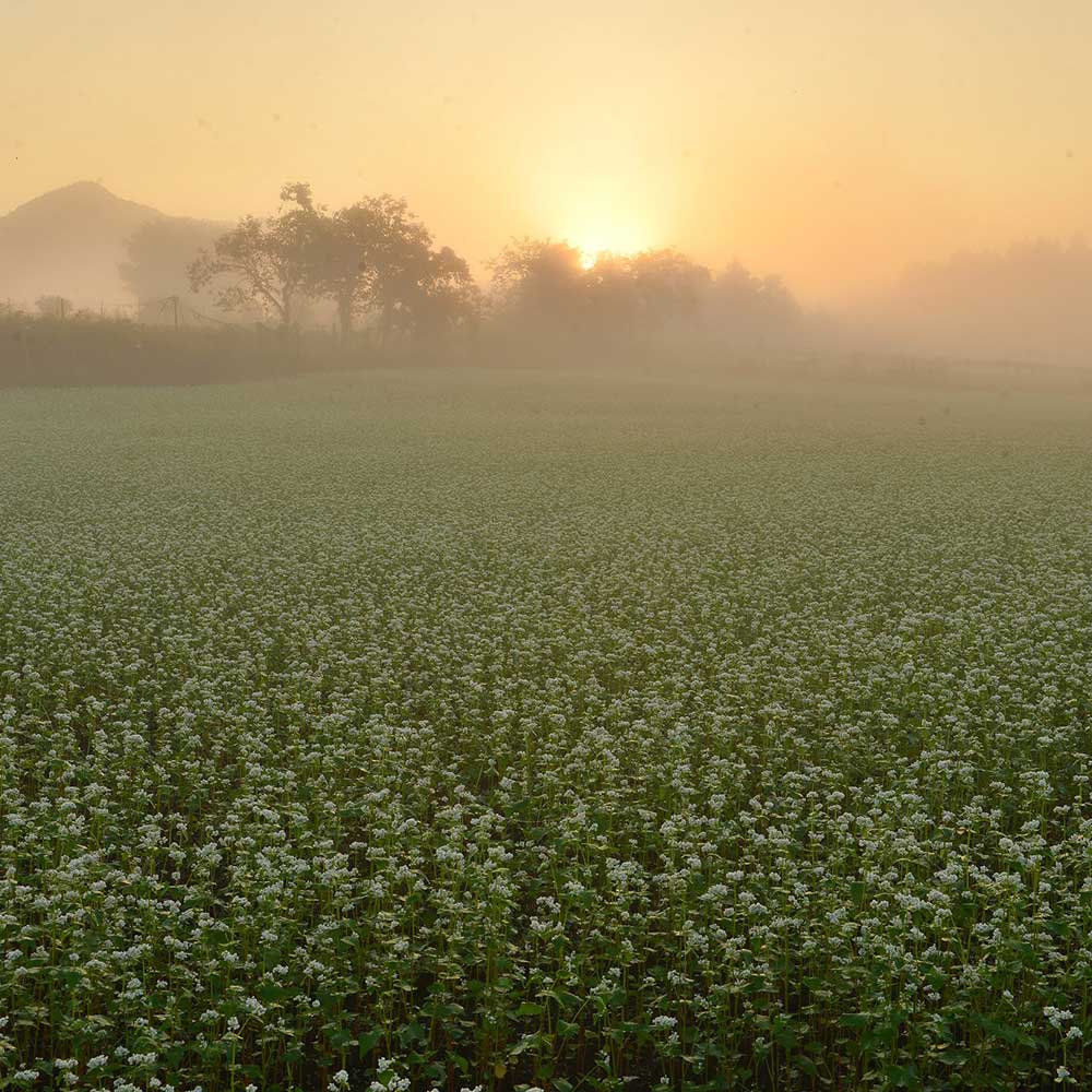 京蕎麦(丹波ノ霧・そば宝)味くらべセットＡ【半生蕎麦2種 計4人前】