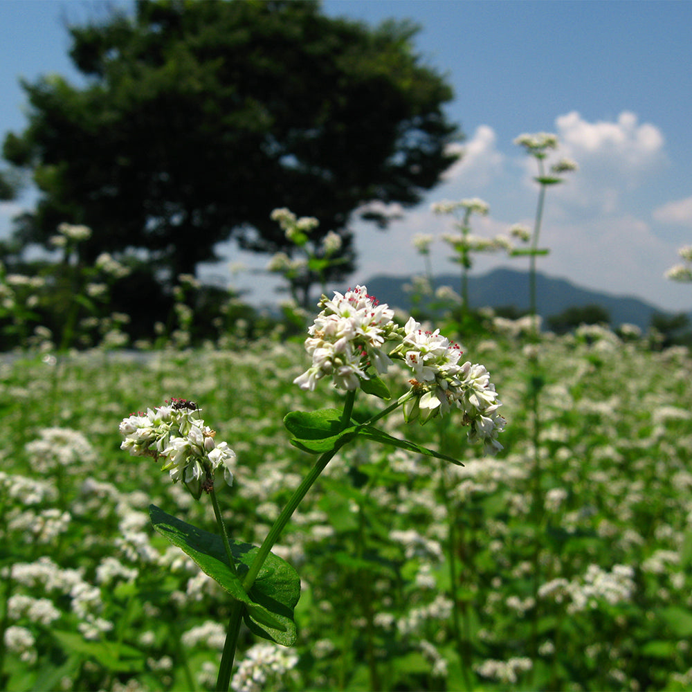 半なま　京蕎麦(丹波ノ霧・焙煎粗挽きそば・そば宝)いろどり３種セット【3種　計6人前】