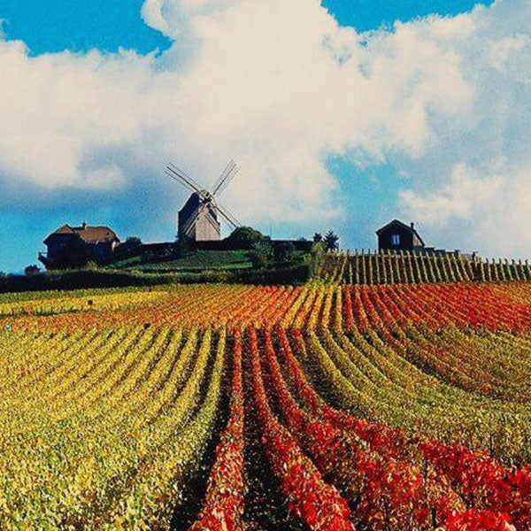 マム コルドン ルージュ ブリュット 箱付 750ml 6本