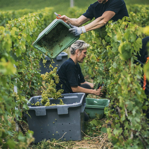 モエ・エ・シャンドン ネクター アンペリアル ロゼ  750ml　6本