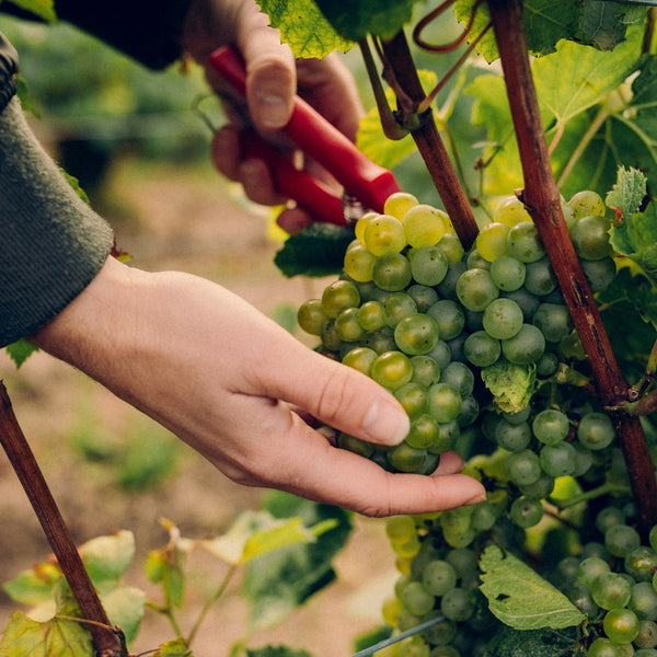 モエ・エ・シャンドン グラン ヴィンテージ ロゼ 2016 箱入 750ml　2本