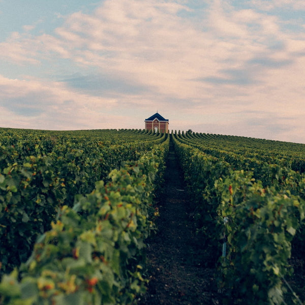 モエ・エ・シャンドン グラン ヴィンテージ ロゼ 2016 箱入 750ml　6本