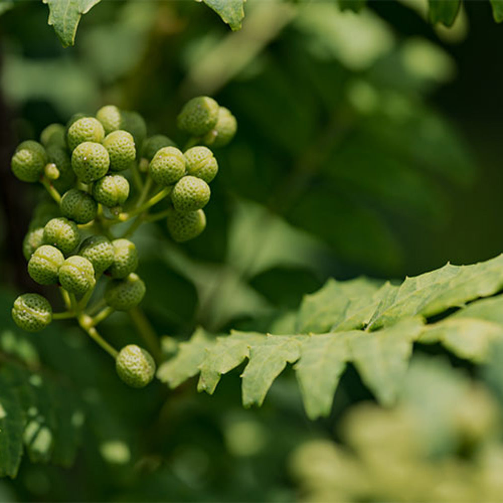 【ギフトカード】山梨発クラフトビール 馨和KAGUA(カグア)2種飲み比べ 4本(Rouge・Saison)