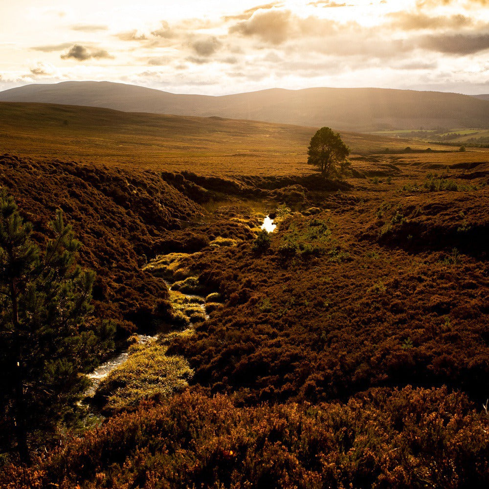 【ギフトカード】1893年創業シングルモルト・ウイスキー ロングモーン22年 箱入 700ml 2本