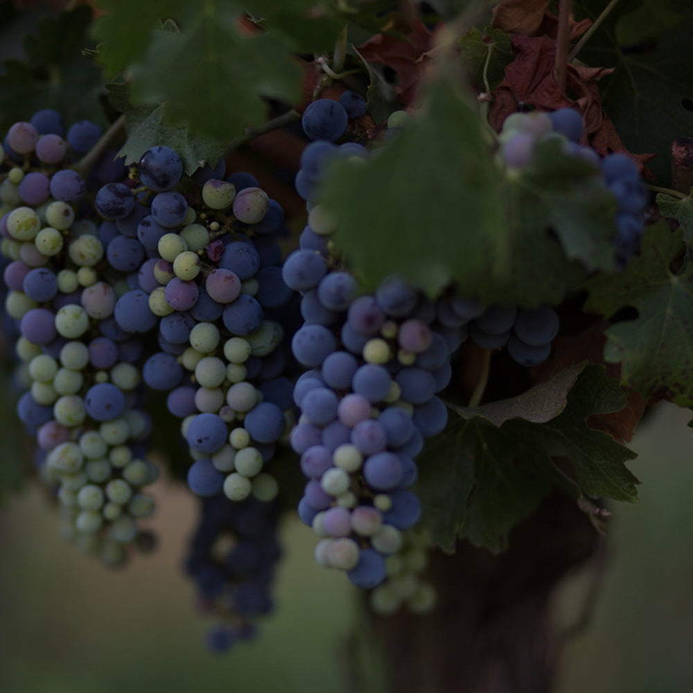 【ギフトカード】アロモ ソーヴィニョン ブラン チリ(白ワイン)