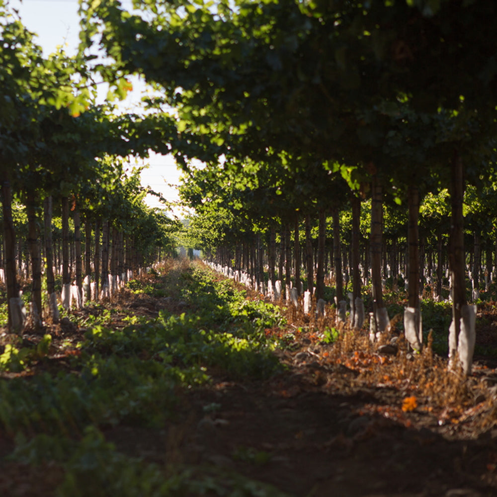 【ギフトカード】アロモ シャルドネ チリ(白ワイン)