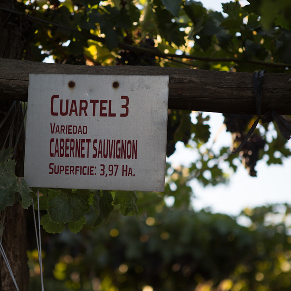 【ギフトカード】アロモ メルロー チリ(赤ワイン)