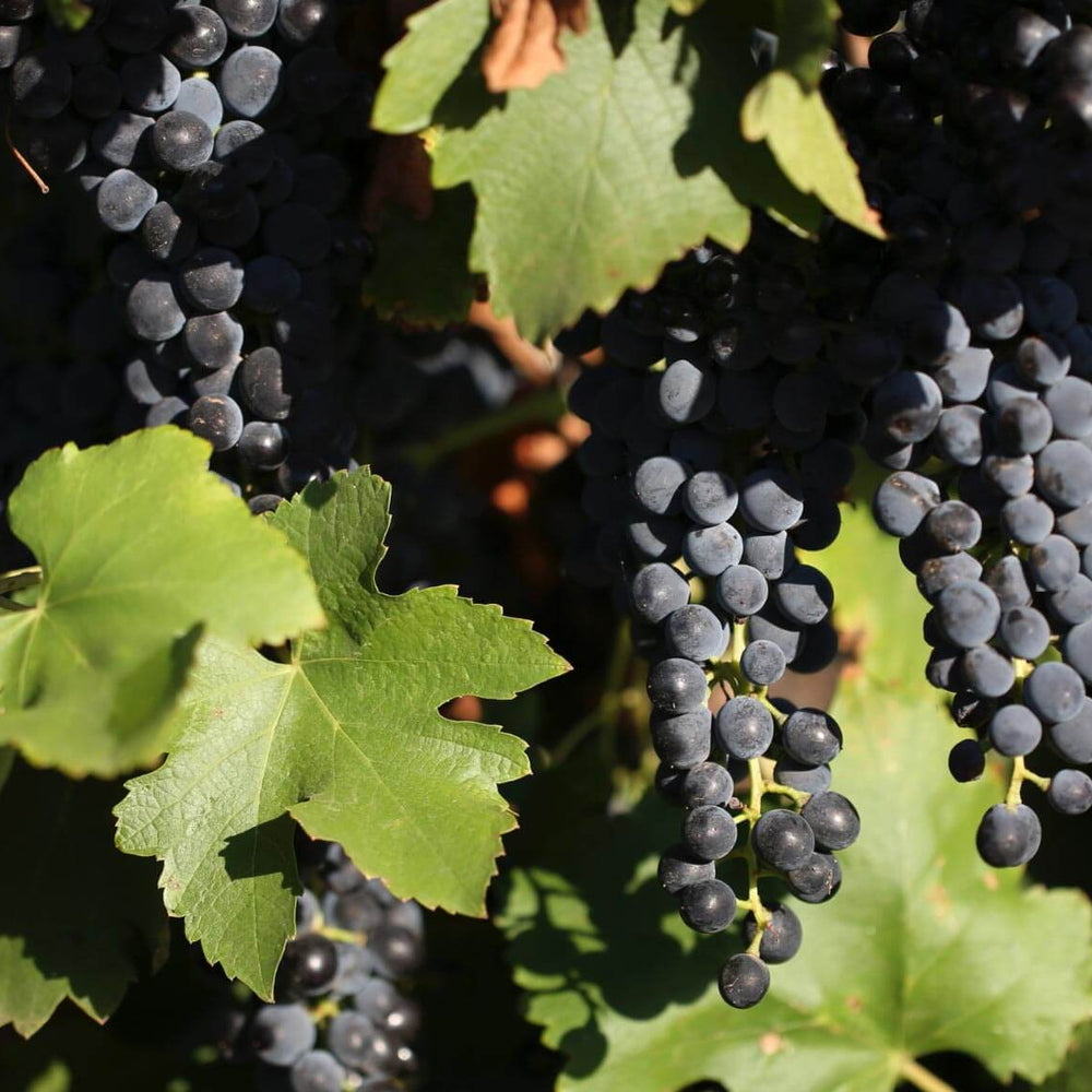 【ギフトカード】ヌーガン エステート 3G ピノ ノワール オーストラリア(赤ワイン)