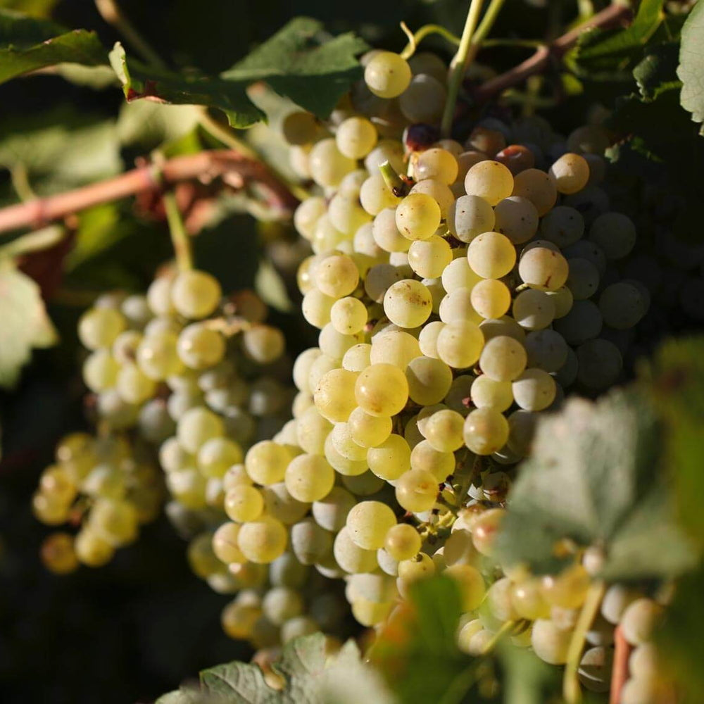 【ギフトカード】ヌーガン エステート 3G シャルドネ オーストラリア(白ワイン)