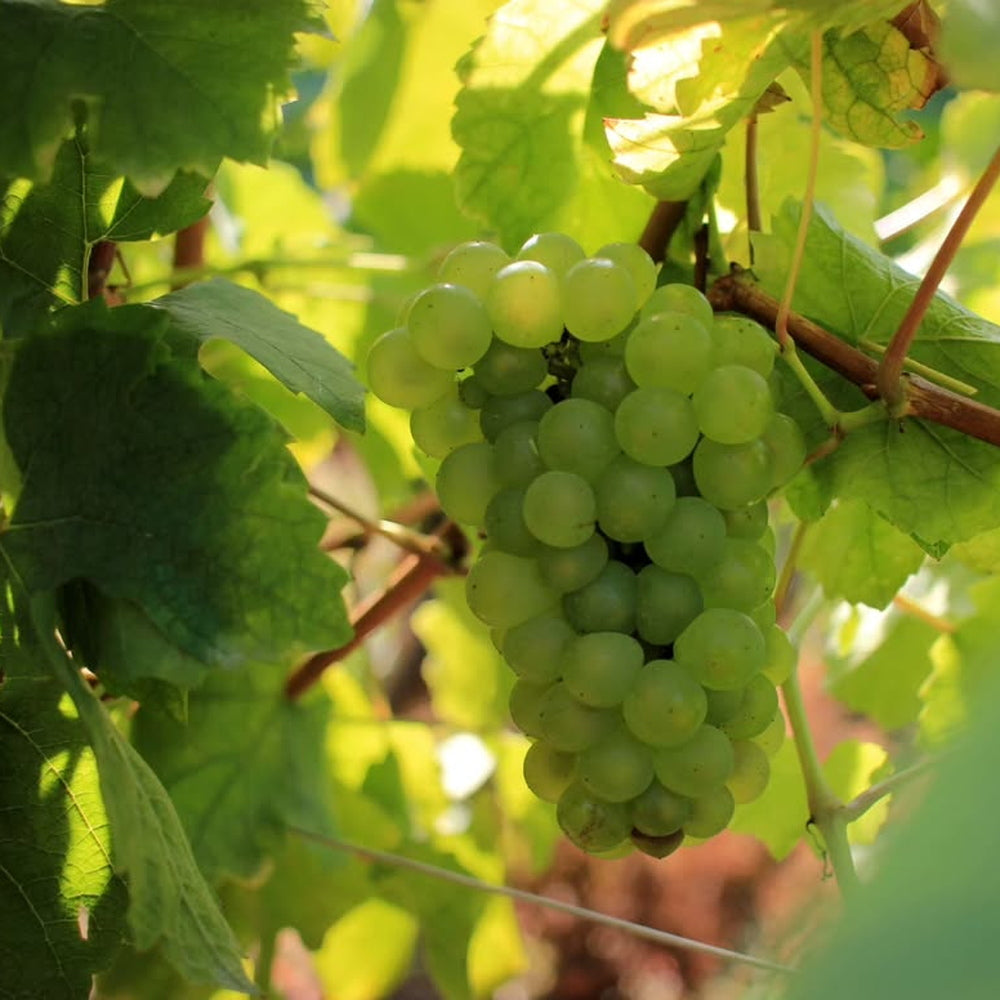 【ギフトカード】マコン ヴィラージュ フランス(白ワイン)