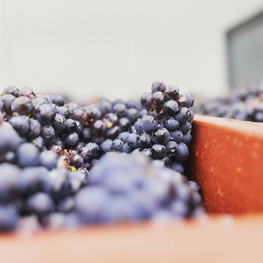 【ギフトカード】ブルゴーニュ ピノ ノワール(ブルーシールド) フランス(赤ワイン)