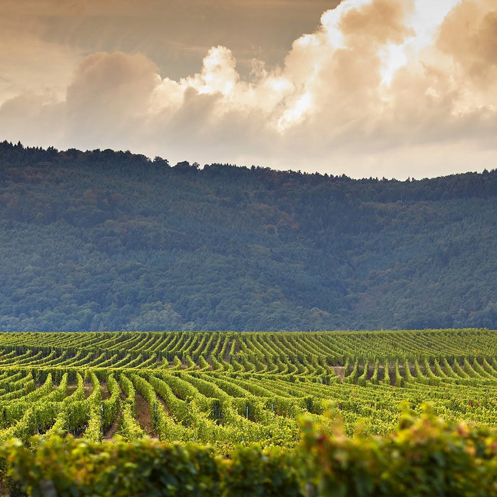 【ギフトカード】ドップ エ イリオン ピノノワール フランス(赤ワイン)