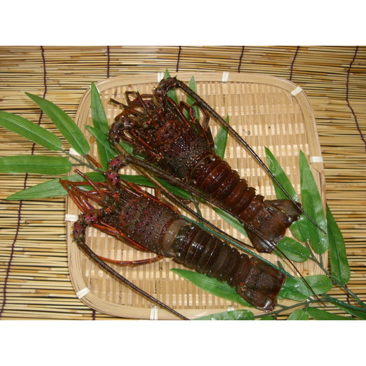 【母の日ギフト】徳島　「吟月」 天然冷凍伊勢海老（２尾）
