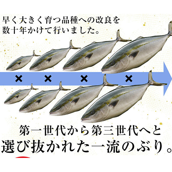 産地直送！活〆黒瀬ぶり フィーレ