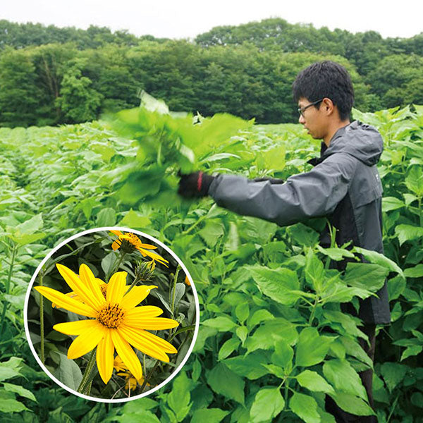 有機きく芋茶【3袋セット】